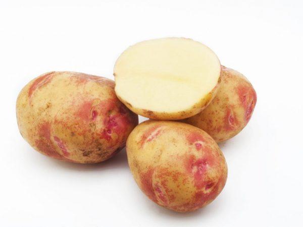 Насіннєву картоплю Пікассо 1 репродукція 2,5 кг