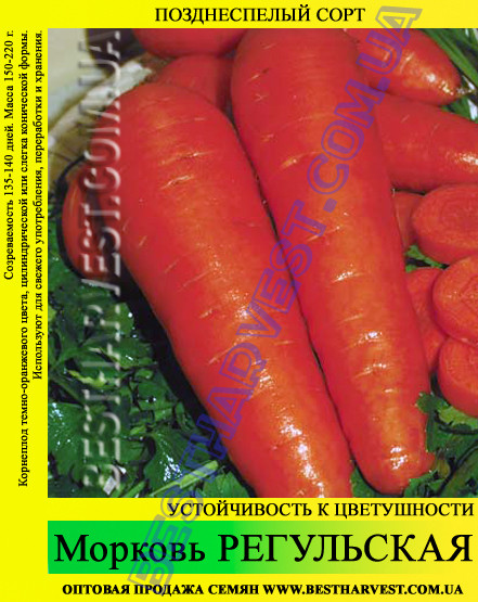 Семена моркови Регульская 1 кг - фото 1 - id-p35526660