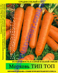 Насіння моркви «Тіп Топ» 25 кг (мішок)