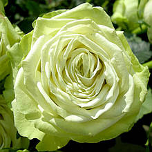 Троянда флорибунда Лавлі Грін