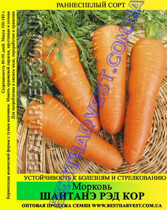 Насіння моркви «Шантане Ред Кор» 100 г, фото 1