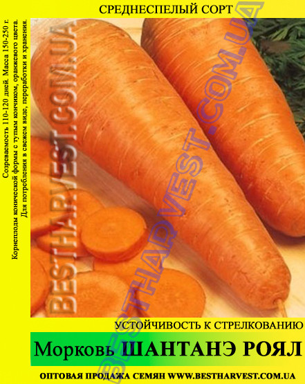 Семена моркови Шантане Роял 1 кг - фото 1 - id-p149744879