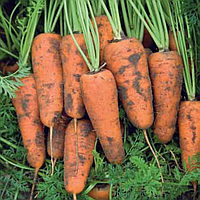 КАСКАДF1 насіння моркви Шантане PR (2,2-2,4 мм) (100 000 насінин)
