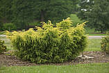 Ялiвець китайський Курiвао Голд / Juniperus chinensis Kuriwao Gold С3 / d 30-40, фото 2