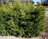 Ялiвець китайський Курiвао Голд / Juniperus chinensis Kuriwao Gold С3 / d 30-40, фото 4