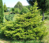 Ялiвець китайський Курiвао Голд / Juniperus chinensis Kuriwao Gold С3 / d 30-40, фото 5
