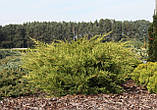 Ялiвець китайський Курiвао Голд / Juniperus chinensis Kuriwao Gold С3 / d 30-40, фото 6