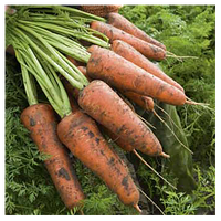 Кордоба F1 насіння моркви PR Шантане 100 000 насінин (1,4-1,6 мм)