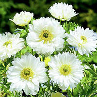 Анемони (Вітрогонки)