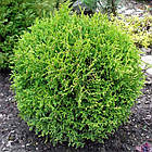 Саджанці Туї західної Літл Джем (Thuja occidentalis Little Gem) Р9, фото 3