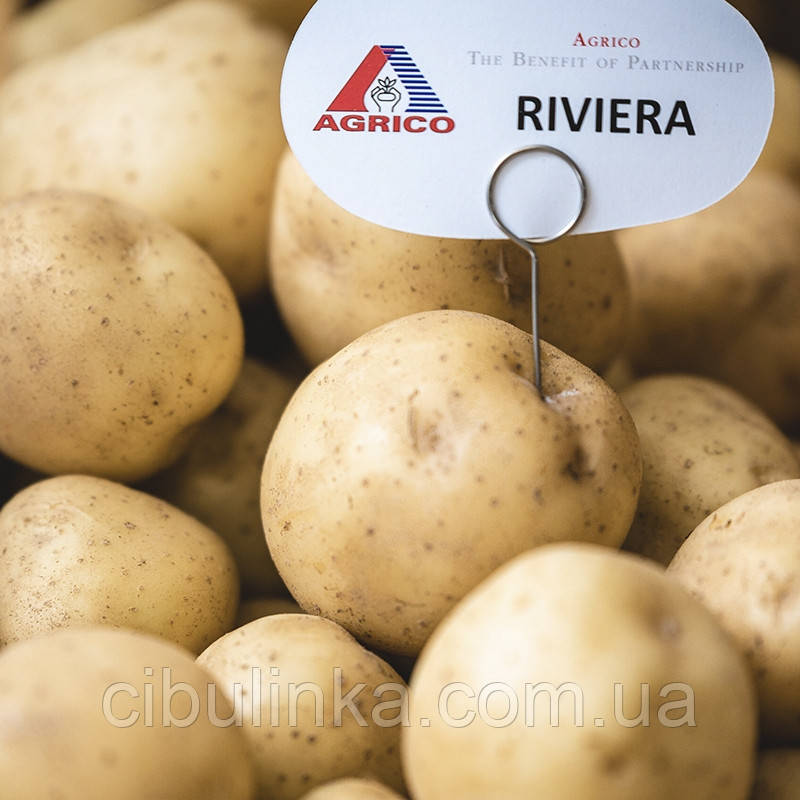 Насіннєва картопля Agrico Голландія, сорт Рів'єра (Riviera) суперранній, 2,5 кг