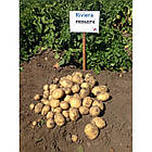 Насіннєва картопля Agrico Голландія, сорт Рів'єра (Riviera) суперранній, 2,5 кг, фото 4