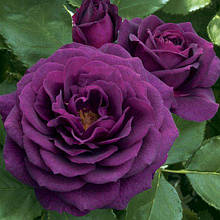 Паркові троянди