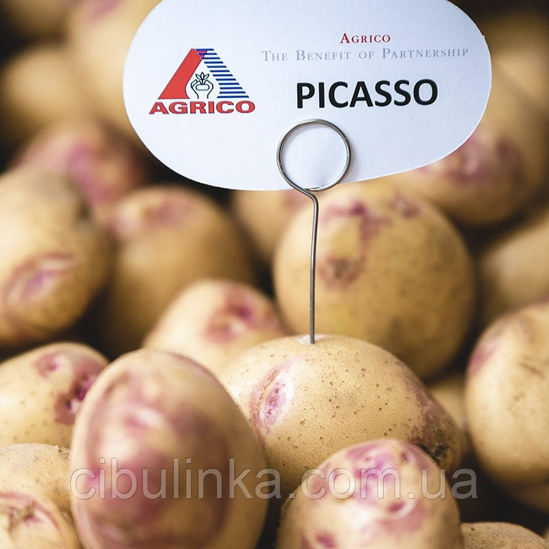 Картопля насіченої Agrico Голландія, сорт Пікассо (середнішній), 2,5 кг