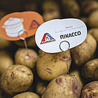 Картопля насіченої Agrico Голландія, сорт Пікассо (середнішній), 2,5 кг, фото 2