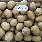 Картопля насіння Agrico Голландія, сорт Мадлен (середнерань), 2,5 кг, фото 5