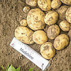 Картопля насіння Agrico Голландія, сорт Мадлен (середнерань), 2,5 кг, фото 7