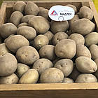 Картопля насіння Agrico Голландія, сорт Мадлен (середнерань), 2,5 кг, фото 6