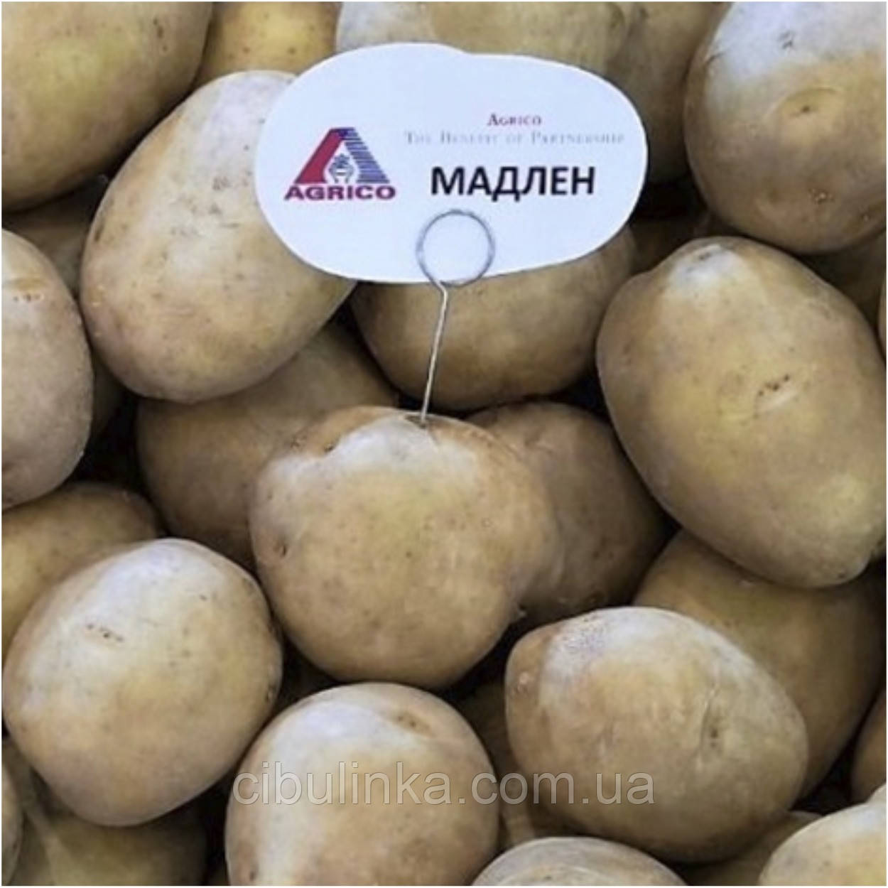 Картопля насіння Agrico Голландія, сорт Мадлен (середнерань), 2,5 кг