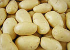 Картопля насіння Agrico Голландія, сорт Мадлен (середнерань), 2,5 кг, фото 3