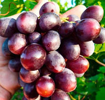 Виноград кишмиш Суперіор