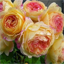 Кущові троянди (шраби)