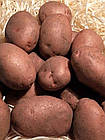 Насіннєва картопля  Голландія, сорт Торнадо ранній, 1 кг, фото 4