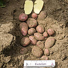 Насіннєва картопля  Голландія, сорт Торнадо ранній, 1 кг, фото 7