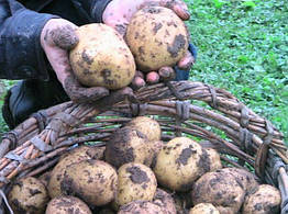 Насіннєва картопля сорт Голландия Сенсейшн ранній 1 кг