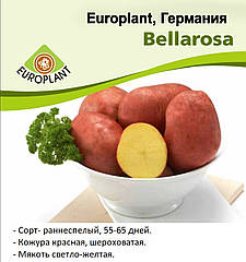 Europlant Німеччина. Насіннєва картопля, сорт Беллароза (Bellarosа), ранній, 2.5 кг