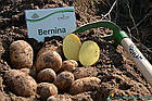 Europlant Німеччина. Картопля насінню сорт Берніна середньорань, 1 кг, фото 2
