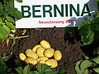 Europlant Німеччина. Картопля насінню сорт Берніна середньорань, 1 кг, фото 5