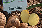 Europlant Німеччина. Картопля насінню сорт Берніна середньорань, 1 кг, фото 4