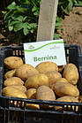 Europlant Німеччина. Картопля насінню сорт Берніна середньорань, 1 кг, фото 6