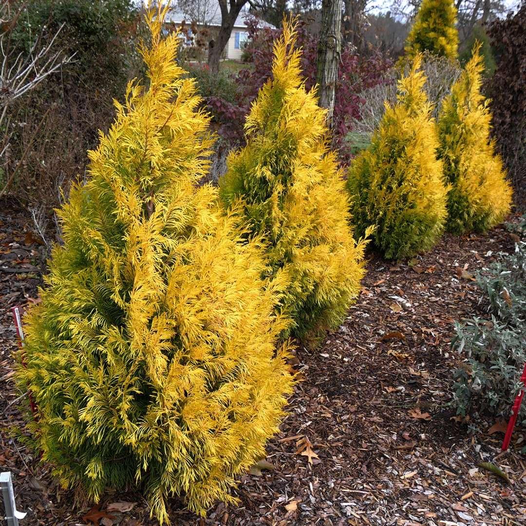 Саджанці Туї складчастої Форевер Голді, 4-х річна (Thuja plicata 4ever Goldy) С3
