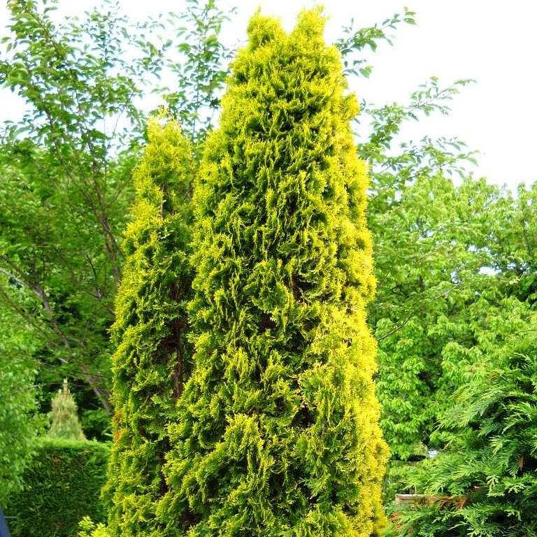 Саджанці Туї Західної Сьолоши (Солоши) (Thuja occidentalis Szolosi) Р9