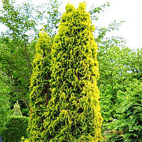 Саженцы Туи Западной Сьолоши (Солоши), (Thuja occidentalis Szolosi) Р9