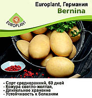 Europlant Германия. Картофель семенной сорт Бернина среднеранний, 1 кг