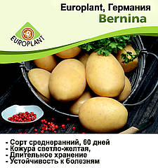 Europlant Німеччина. Картопля насінню сорт Берніна середньорань, 1 кг