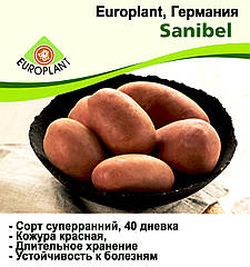Насіннєва картопля Санібель (Sanibel) 40-денка 1 репродукція Europlant 1 кг — ПЕРЕДЗАМОВЛЕННЯ 2025