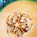 Семена Дыня Кавайон 15 шт, фото 2