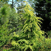 Кедр гімалайський Вінкс Голден / h 80-100 / Cedrus Vink's Golden, фото 3