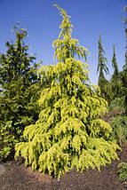 Кедр гімалайський Вінкс Голден / h 80-100 / Cedrus Vink's Golden, фото 5