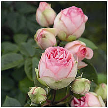 Троянда піоновидна Чармінг Піано