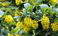 Барбарис корейский Berberis koreana