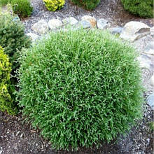 Туя західна 'Mr Bowling Ball` Thuja occidentalis `Mr Bowling Ball'