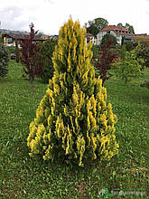Туя західна 'Yellow Ribbon' Thuja occidentalis `Yellow Ribbon'