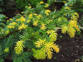 Тіс ягідний 'Summergold' Taxus baccata `Summergold'