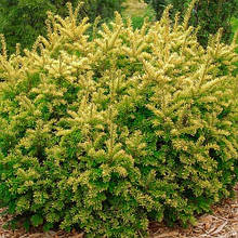 Тис ягідний 'Elegantissima' Taxus baccata `Elegantissima'