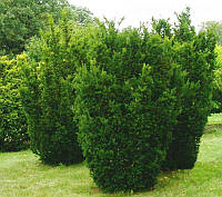 Тис средний 'Hillii' Taxus x media `Hillii`